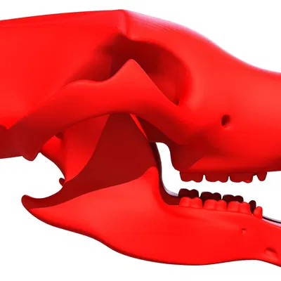 Mẫu 3D Sọ Gấu Sẵn Sàng In (3D Print Ready Bear Skull)