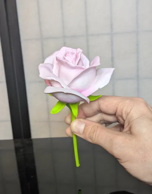 Rosa, sp (Hoa hồng trồng, thân ngắn) - Image 1