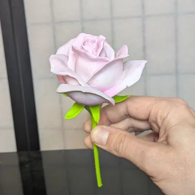 Rosa, sp (Hoa hồng trồng, thân ngắn)