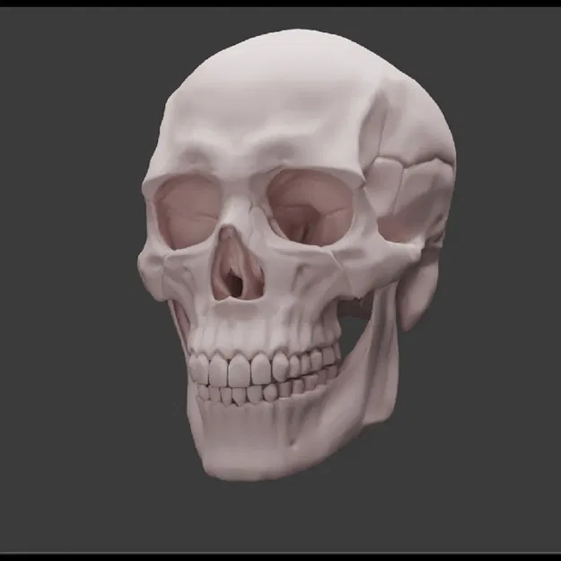 Human skull_oJpJ8 – Mẫu 3D Sọ Người (Nam) Chi Tiết Cao - Image 1