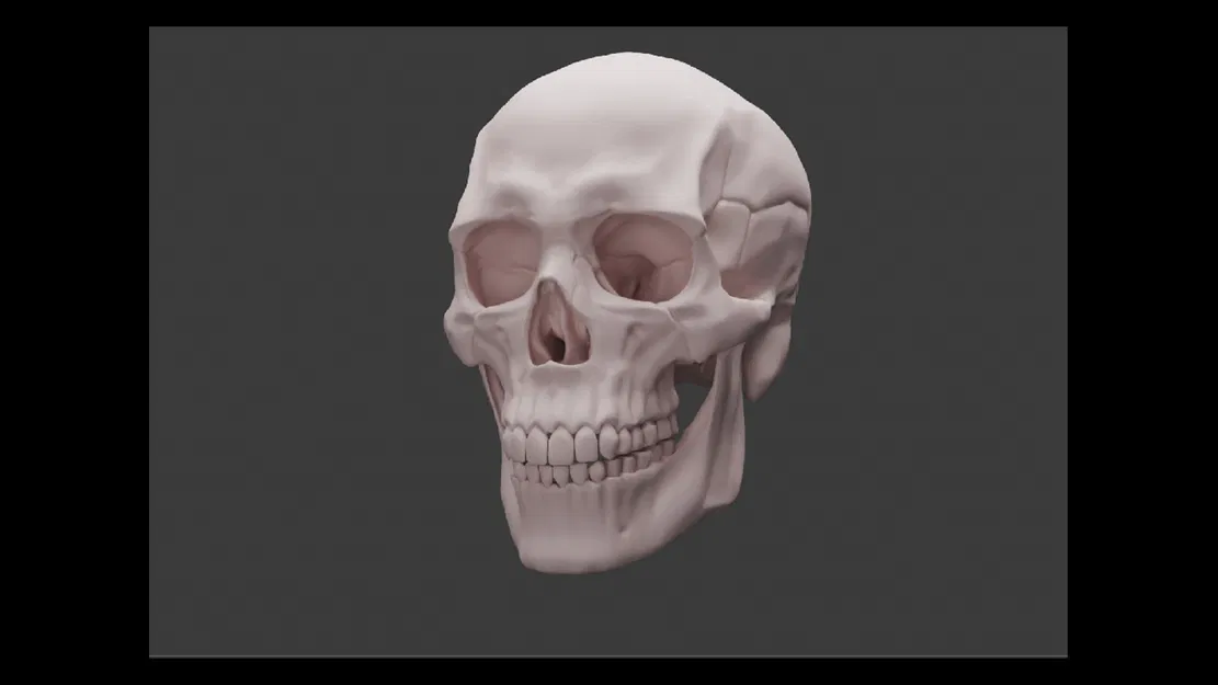 Human skull_oJpJ8 – Mẫu 3D Sọ Người (Nam) Chi Tiết Cao - Image 2