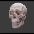 Human skull_oJpJ8 – Mẫu 3D Sọ Người (Nam) Chi Tiết Cao - Thumbnail 2