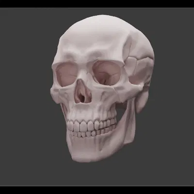 Human skull_oJpJ8 – Mẫu 3D Sọ Người (Nam) Chi Tiết Cao