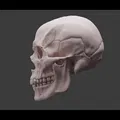 Human skull_oJpJ8 – Mẫu 3D Sọ Người (Nam) Chi Tiết Cao - Thumbnail 3