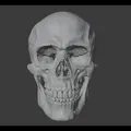 Human skull_oJpJ8 – Mẫu 3D Sọ Người (Nam) Chi Tiết Cao - Thumbnail 4