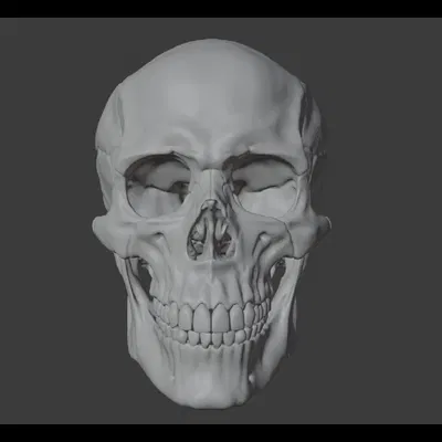 Human skull_oJpJ8 – Mẫu 3D Sọ Người (Nam) Chi Tiết Cao