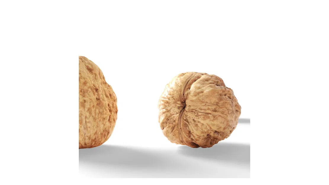 Walnut v1_DNVdD – Mẫu 3D trái walnut (scan) high poly - Image 3