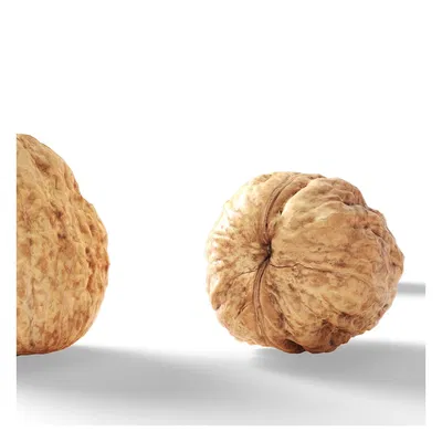 Walnut v1_DNVdD – Mẫu 3D trái walnut (scan) high poly