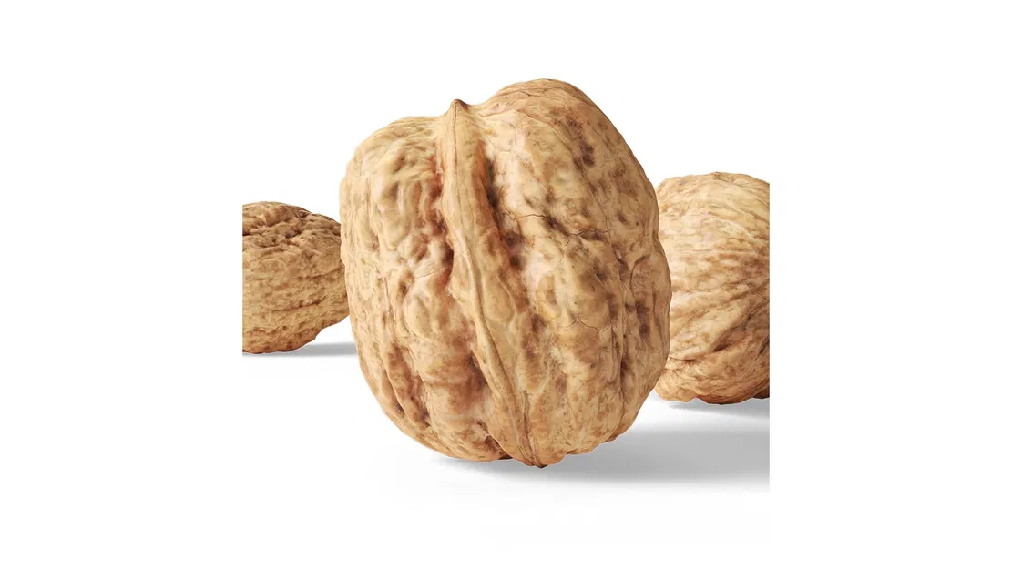 Walnut v1_DNVdD – Mẫu 3D trái walnut (scan) high poly - Image 4