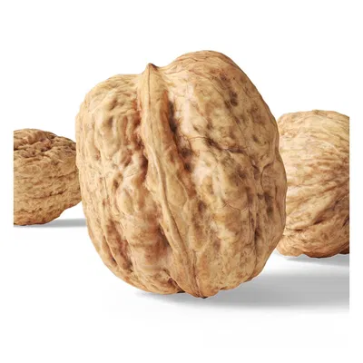 Walnut v1_DNVdD – Mẫu 3D trái walnut (scan) high poly