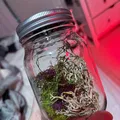 Nắp Terrarium cho Mason Jar - Thumbnail 2