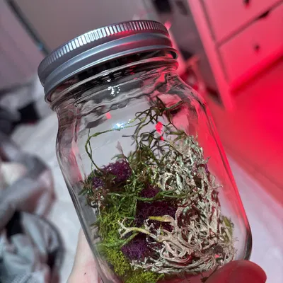 Nắp Terrarium cho Mason Jar