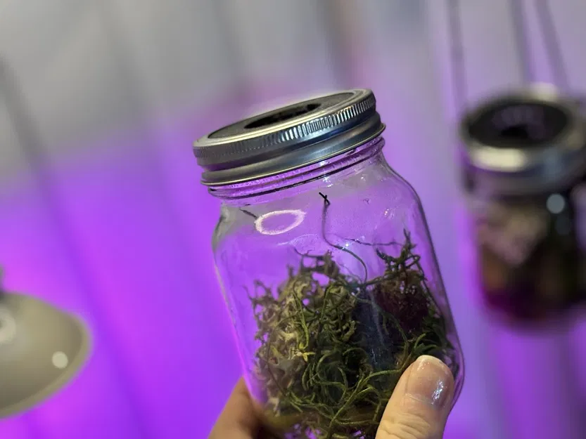 Nắp Terrarium cho Mason Jar - Image 3