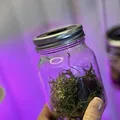 Nắp Terrarium cho Mason Jar - Thumbnail 3