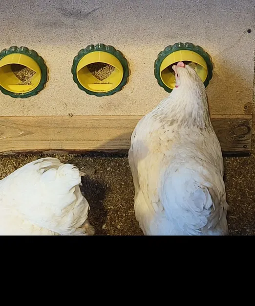 Feed limiter cho máng ăn gà (chống rơi vãi thức ăn) - Image 5