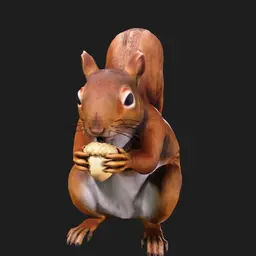 Con sóc (squirrel) đang ăn hạt - Image 1