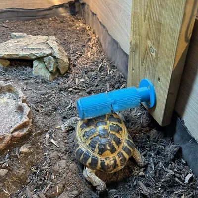 Shell scratcher – Bàn chải gãi mai cho rùa