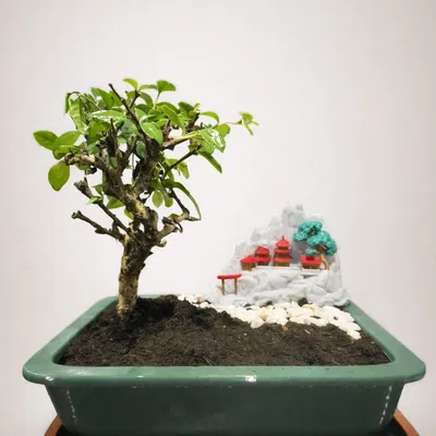 Chậu Bonsai Cảnh Núi Non (Zen) – Bonsai Pot with Mountain Scene