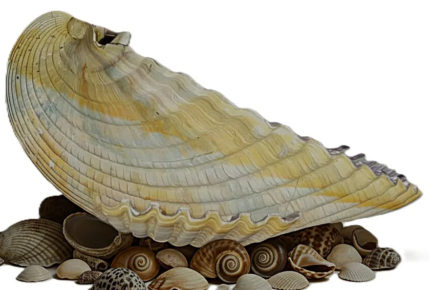 ClamShellwithBase (Vỏ sò kèm đế) - Image 1