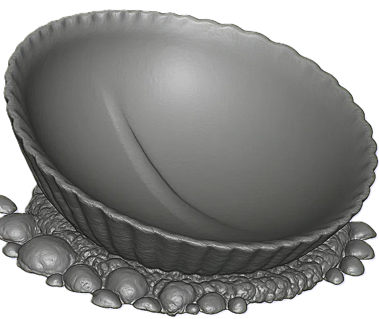 Clam (Vỏ sò) - Image 1