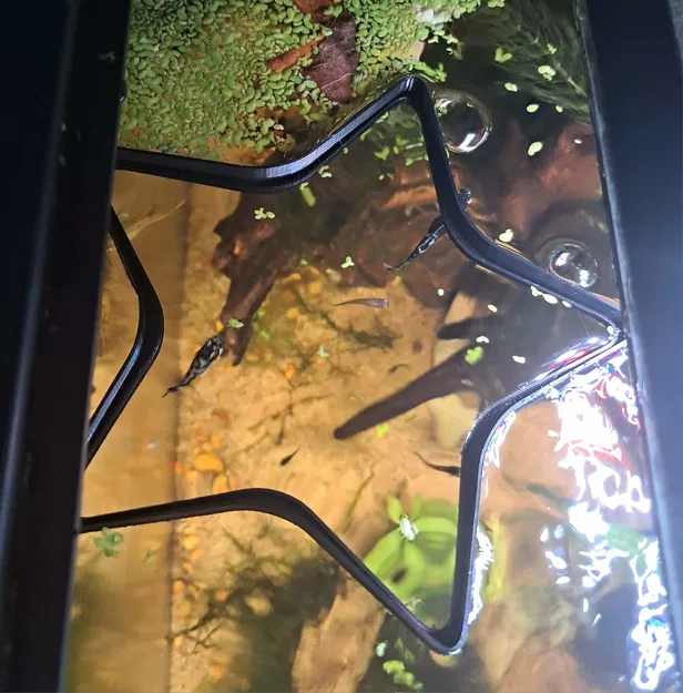 Phao Nổi Hồ Cá Hình Sao (Star Aquarium Floater) - Image 1