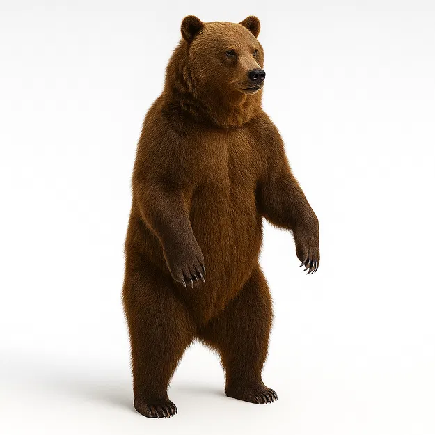Gấu Đứng (Standing Bear) - Image 1