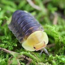 Derpy Isopod! (Bọ biển mũm mĩm dễ thương) - Image 1