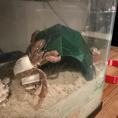 Hang cho cua ẩn sĩ (Hermit Crab Cave)