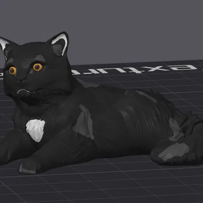 Bé mèo cứng đầu tên Waffle