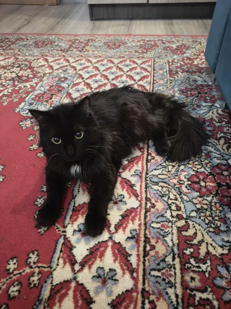 Bé mèo cứng đầu tên Waffle - Image 2