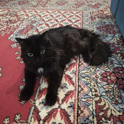 Bé mèo cứng đầu tên Waffle