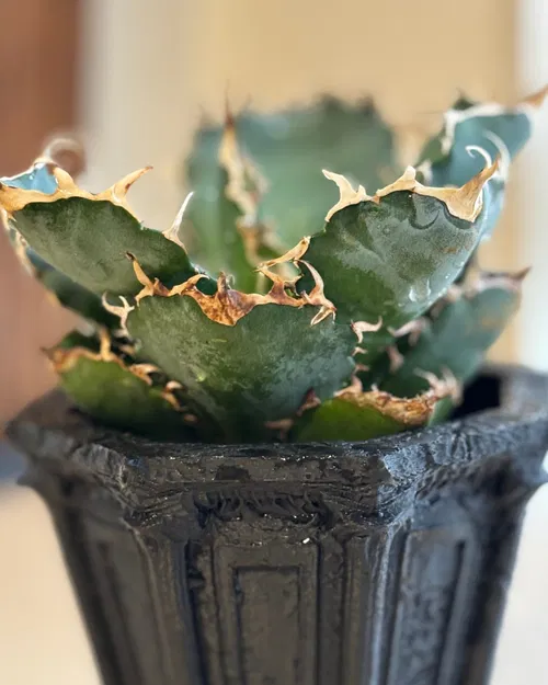 KOKUDŌ - Chậu KOKUDŌ Tàn Tích Gothic (Support Free) - Image 3