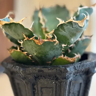 KOKUDŌ - Chậu KOKUDŌ Tàn Tích Gothic (Support Free)