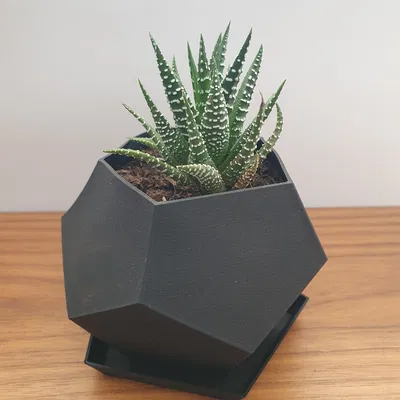 Chậu cây Polygon
