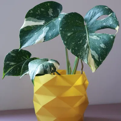 Chậu Cây Đa Giác Geometric Ø 16 cm