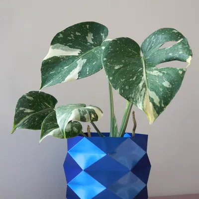 Chậu Cây Đa Giác Geometric Ø 16 cm