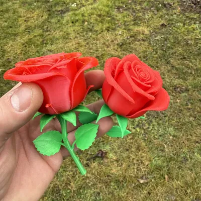 Hoa hồng Valentine chân thực tuyệt đẹp