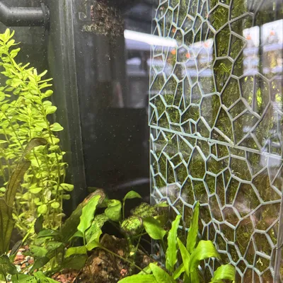 Vách rêu (moss wall) cho bể Juwel Primo