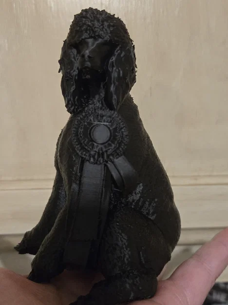 Champion Poodle - Image 2