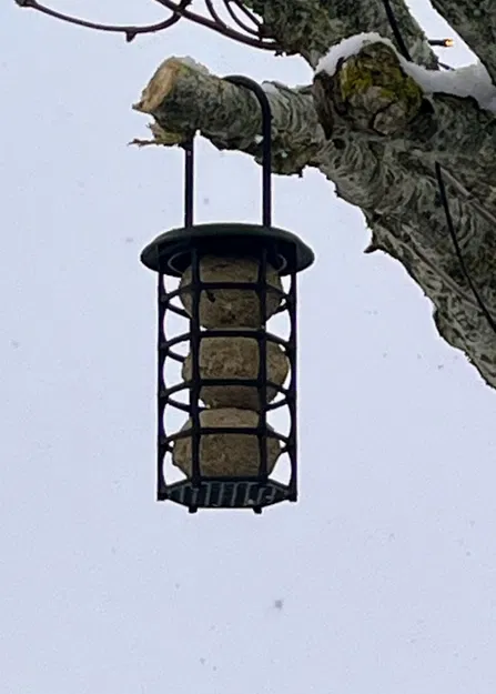 Máng Treo Fatball Cho Chim (Bird Fatball Feeder) Phiên Bản 2 - Image 1