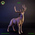 Elk (Hươu Nai) - Thumbnail 1