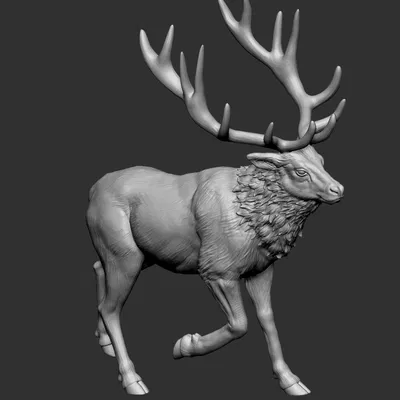 Elk 2