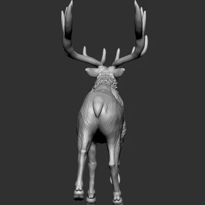 Elk 2