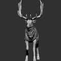 Elk 2 - Thumbnail 5