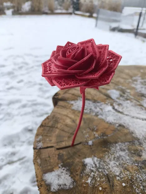 Hoa hồng rose v1 - Image 2