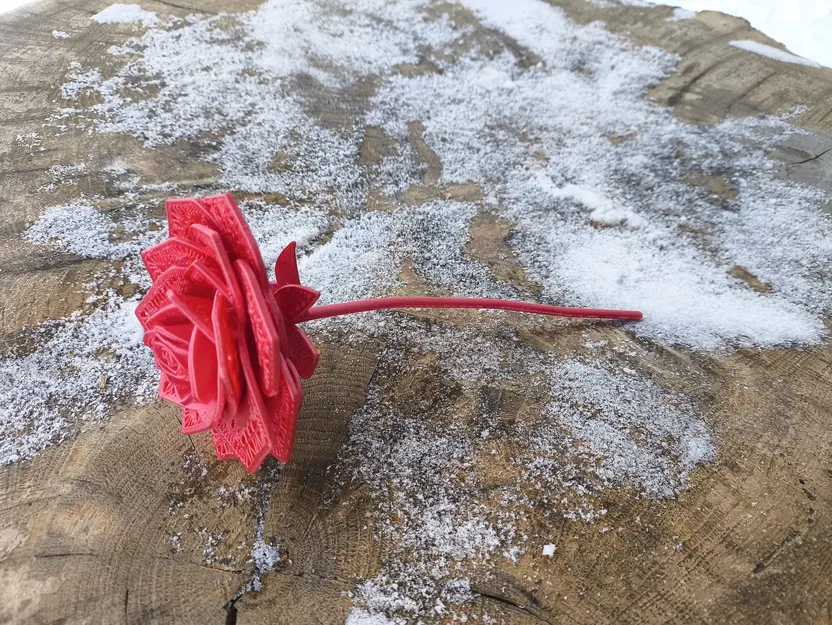 Hoa hồng rose v1 - Image 3