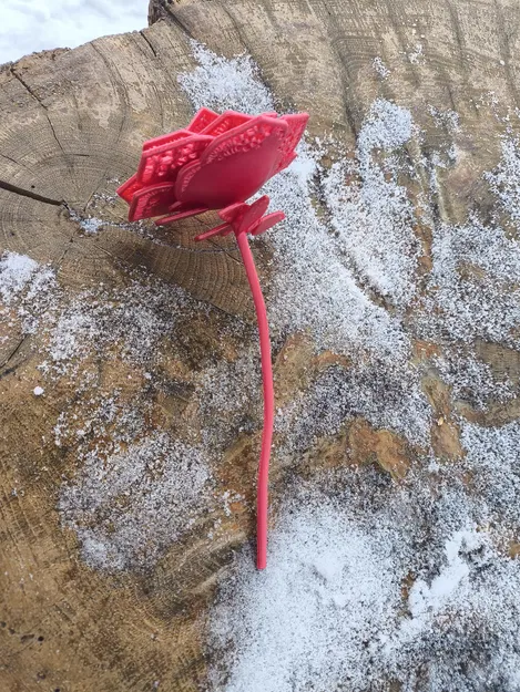 Hoa hồng rose v1 - Image 4