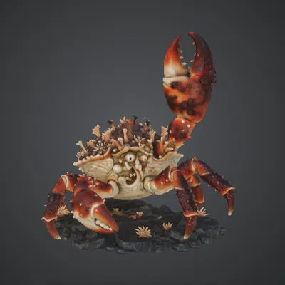 Cua Ẩn Sĩ Đột Biến Khổng Lồ – Quái Vật Đại Dương