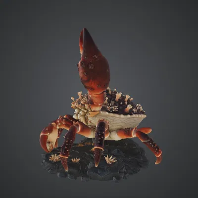 Cua Ẩn Sĩ Đột Biến Khổng Lồ – Quái Vật Đại Dương