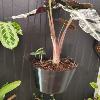 Chậu hoa Ikea MILSBO